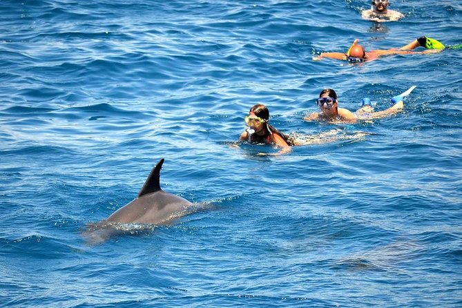 dolphin house hurghada